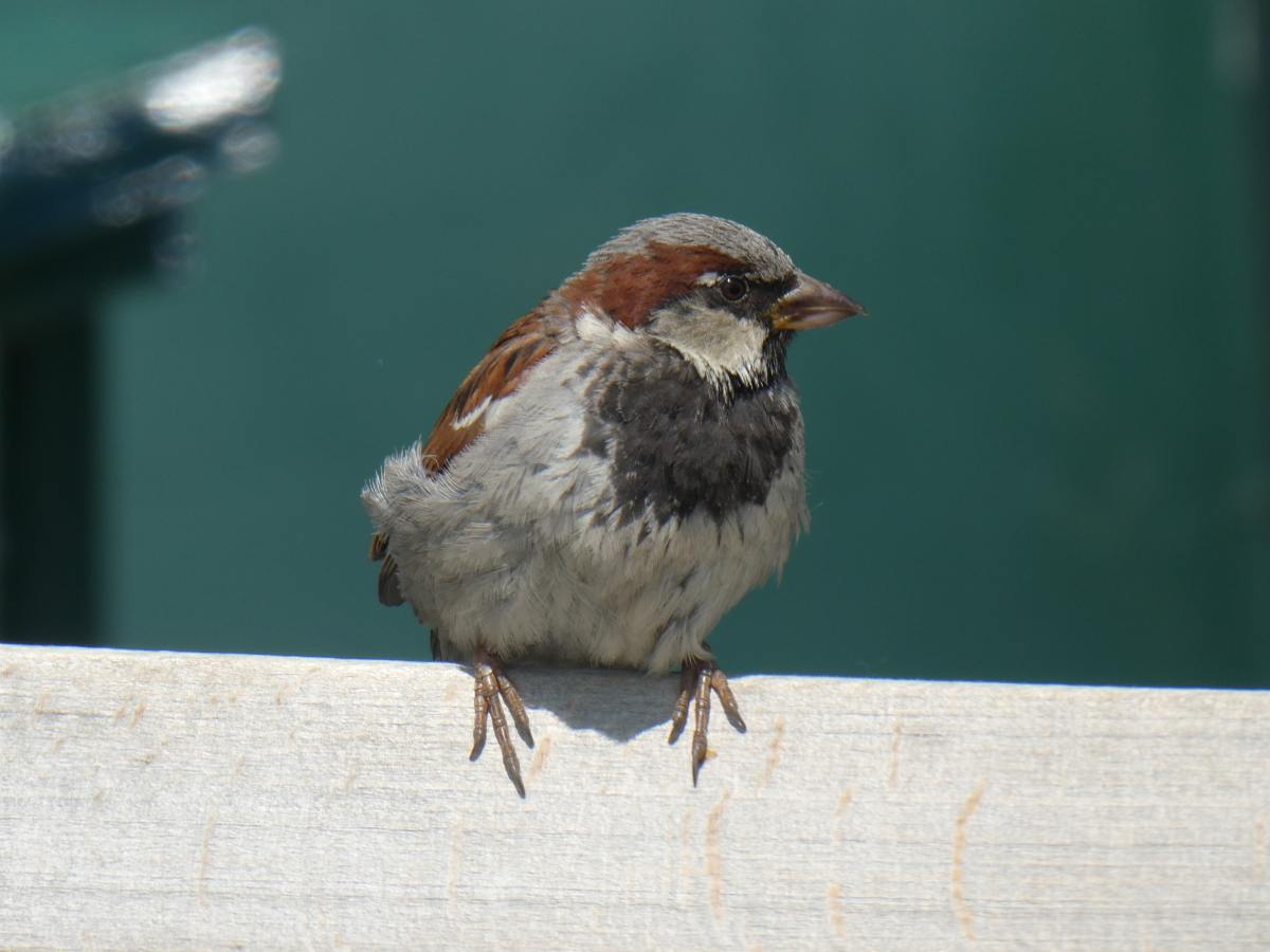 The Sparrow –&nbsp;05